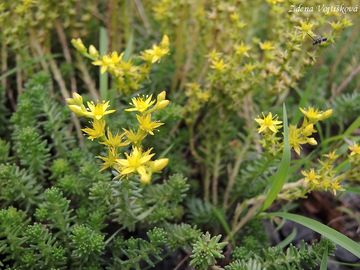 Rozchodnk estiad - Sedum sexangulare L.