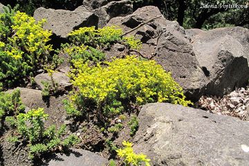 Rozchodnk estiad - Sedum sexangulare L.