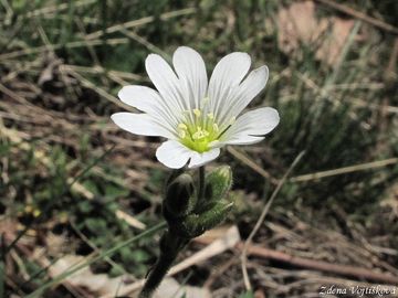 Fotogalerie: Roec roln - Cerastium arvense L.