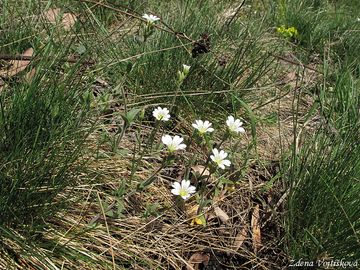 Roec roln - Cerastium arvense L.