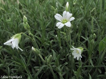 Roec roln - Cerastium arvense L.
