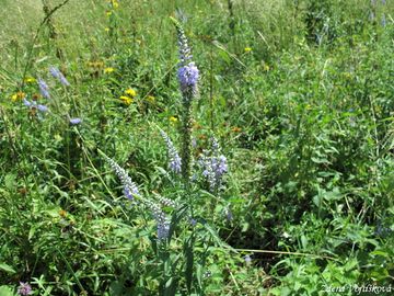 Rozrazil dlouholist - Pseudolysimachion maritimum