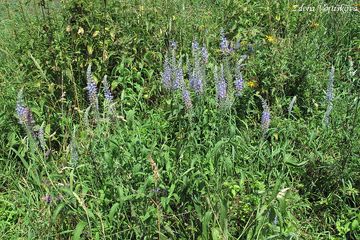 Rozrazil dlouholist - Pseudolysimachion maritimum