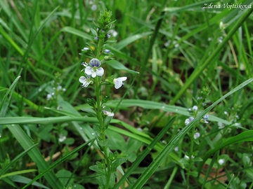 Fotogalerie: Rozrazil doukolist - Veronica serpyllifolia L.