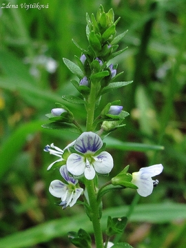 Rozrazil doukolist - Veronica serpyllifolia L.