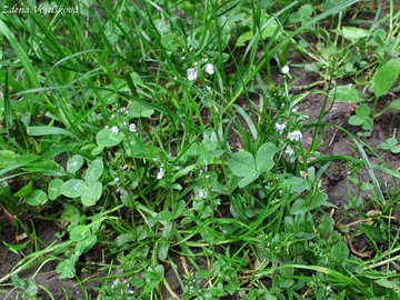 Rozrazil doukolist - Veronica serpyllifolia L.