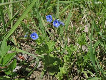 Rozrazil rezekvtek - Veronica chamaedrys L.
