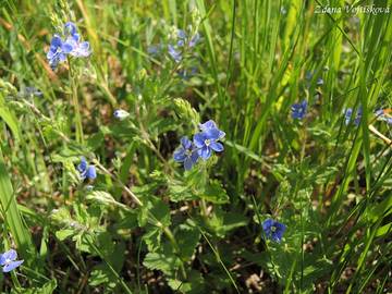 Rozrazil rezekvtek - Veronica chamaedrys L.
