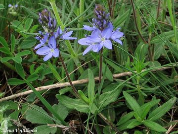 Fotogalerie: Rozrazil rozprost�en� - Veronica prostrata L.