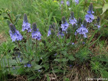 Rozrazil rozprost�en� - Veronica prostrata L.