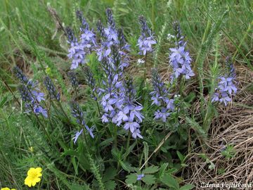 Rozrazil rozprost�en� - Veronica prostrata L.