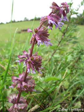 Fotogalerie: alvj peslenit - Salvia verticillata L.
