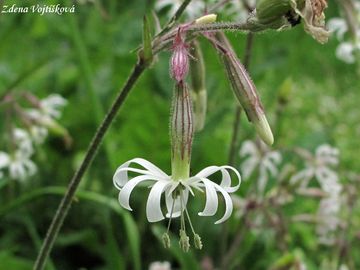 Fotogalerie: Silenka nic - Silene nutans L.