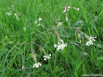 Silenka nic - Silene nutans L.