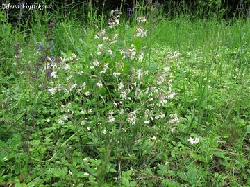 Silenka nic - Silene nutans L.