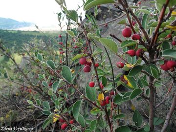 Fotogalerie: Skalnk celokrajn - Cotoneaster integerrimus Med.