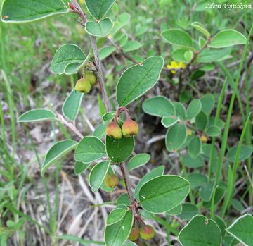 Skalnk celokrajn - Cotoneaster integerrimus Med.