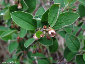 Skalnk celokrajn - Cotoneaster integerrimus Med.