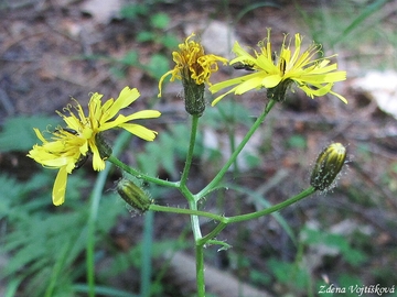 Fotogalerie: karda bahenn - Crepis paludosa (L.) Moench.