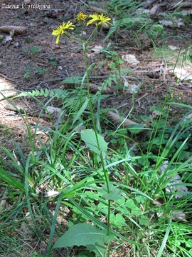 karda bahenn - Crepis paludosa (L.) Moench.
