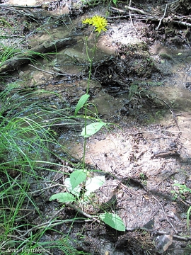 karda bahenn - Crepis paludosa (L.) Moench.