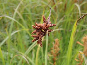 Fotogalerie: Skpinec Tabernaemontanv - Schoenoplectus tabernaemontani (C.C.Gmelin) Palla