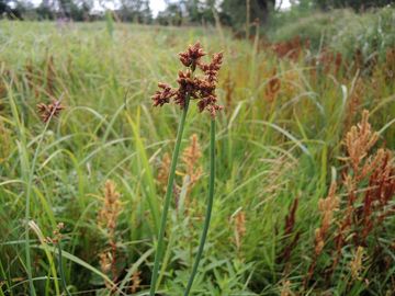 Skpinec Tabernaemontanv - Schoenoplectus tabernaemontani (C.C.Gmelin) Palla