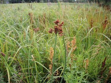 Skpinec Tabernaemontanv - Schoenoplectus tabernaemontani (C.C.Gmelin) Palla
