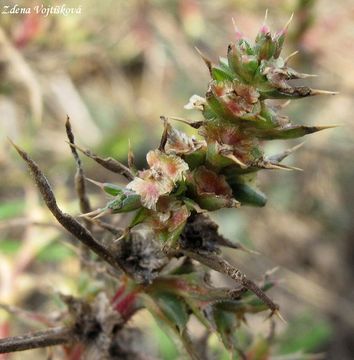 Fotogalerie: Slanobl draseln (rusk) - Salsola kali L., Salsola australis R. Br.