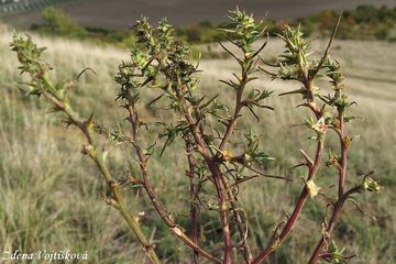 Slanobl draseln (rusk) - Salsola kali L., Salsola australis R. Br.