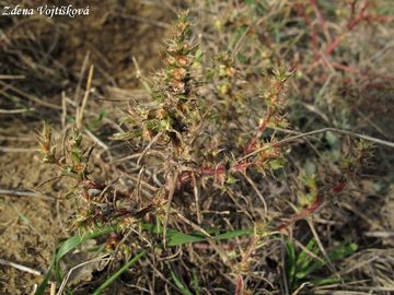 Slanobl draseln (rusk) - Salsola kali L., Salsola australis R. Br.