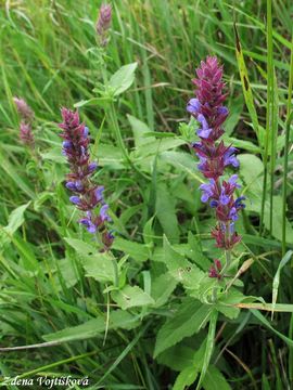 Fotogalerie: alvj hajn - Salvia nemorosa L.