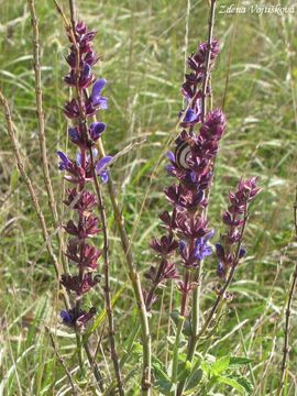alvj hajn - Salvia nemorosa L.