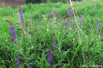 alvj hajn - Salvia nemorosa L.