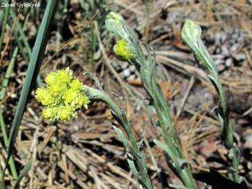 Fotogalerie: Smil psen - Helichrysum arenarium (L.) Moench.