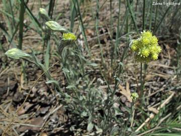 Smil psen - Helichrysum arenarium (L.) Moench.