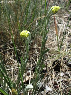 Smil psen - Helichrysum arenarium (L.) Moench.