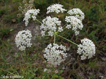 Fotogalerie: Smldnk jelen - Peucedanum cervaria (L.) Lapeyr.