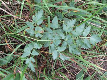 Smldnk jelen - Peucedanum cervaria (L.) Lapeyr.