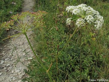 Smldnk jelen - Peucedanum cervaria (L.) Lapeyr.