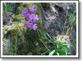 smolnicka-obecna_06.jpg