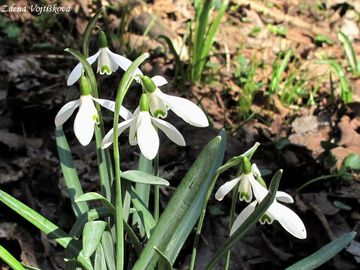 Fotogalerie: Snenka podsnnk - Galanthus nivalis L.