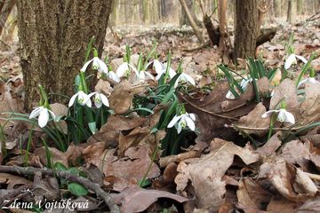 Snenka podsnnk - Galanthus nivalis L.