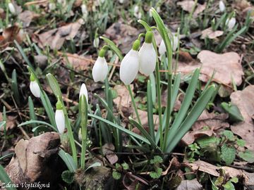 Snenka podsnnk - Galanthus nivalis L.