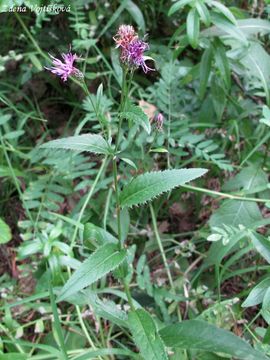 Srpice barvsk - Serratula tinctoria L.