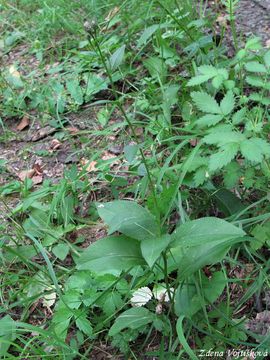 Srpice barvsk - Serratula tinctoria L.