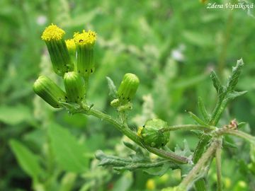 Fotogalerie: Starek obecn - Senecio vulgaris L.