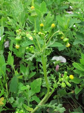 Starek obecn - Senecio vulgaris L.