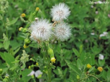 Starek obecn - Senecio vulgaris L.