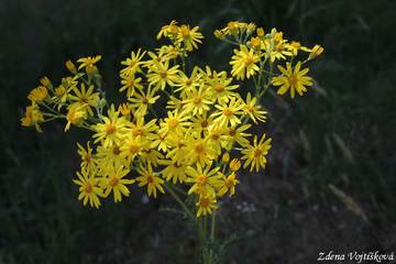 Fotogalerie: Starek pmtnk - Senecio jacobaea L.